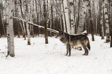 Wall Mural - Black-Phase Wolf (Canis lupus) Stands in Snowy Forest Winter