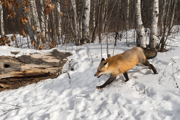 Wall Mural - Red Fox (Vulpes vulpes) Runs in Snow Near Log Winter
