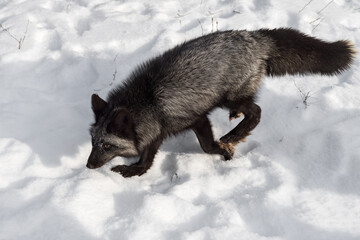 Wall Mural - Silver Fox (Vulpes vulpes) Runs Left Through Snow Winter