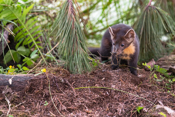 Wall Mural - American Pine Marten (Martes americana) Kit Sniffs at Twigs Summer