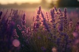 Fototapeta Lawenda - Violet lavender field. AI generation