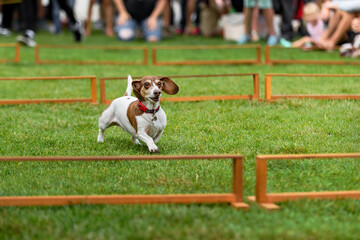 Dachshund Runs Between Hurdles Watched by Spectators