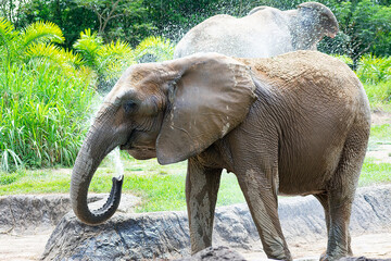 elephant bathing