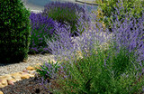 Fototapeta Lawenda - lawenda i perowskia na rabacie śródziemnomorskiej, designer garden, mediterranean garden (lavandula angustifolia, perovskia atriplicifolia)