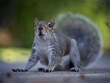 canvas print picture - Grey Squirrel Foraging for Food