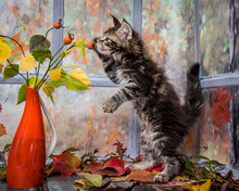 Cute Fluffy Kitten Is Posing For An Autumn Photoshoot. The Breed Of The Cat Is The Maine Coon