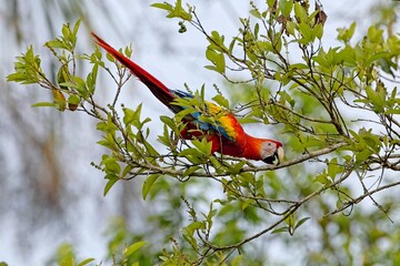 Poster - ara arakanga (Ara Macao) Scarlet macaw, Mexico