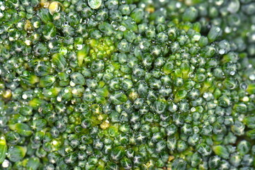 Wall Mural - Closeup macro green texture view on wet broccoli vegetable inflorescences background, horizontal format