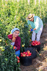 Wall Mural - Asian and European women picking ripe red tomatoes in vegetable plantation.