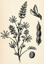 Stem, Flowers And Fruits Of Lupinus Luteus. Antique Stylized Illustration.