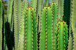 Euphorbia Canariensis - canary island typical cactus