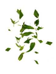 Wall Mural - Chopped Fresh Mint Leaves on white. Spice chopped Mint. Fresh chopped green Mint leaves isolated on white background. 