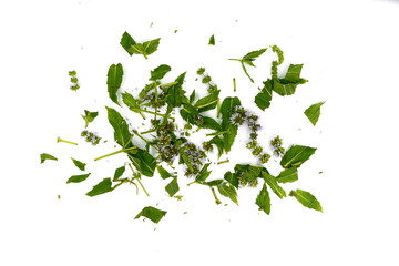 Wall Mural - Chopped Fresh Mint Leaves on white. Spice chopped Mint. Fresh chopped green Mint leaves isolated on white background. 