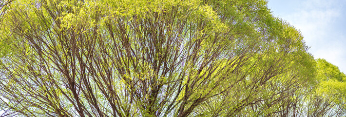 Wall Mural - vividly green poplar leaves and shade. vividly green color background image.
