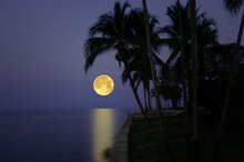 Big Full Moon Over The Lake With Silhouette Palm Tree Foreground