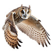 Ear owl isolated on background