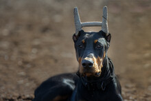 2023-03-14 MARYMOOR OFF LEASH AREA WITH A YOUNG DOBERMAN PINSCHER LYING DOWN STARING OUT WITH TAPED EARS