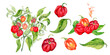 Set of habanero hot pepper bush watercolor illustration isolated on white background.