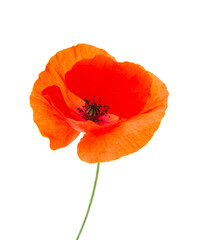 Wall Mural - red poppy flower on white background