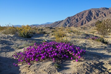 Wall Mural - Although it may seem counterintuitive to head to the desert to look for flowers, parts of Anza Borrego Desert State Park had beautiful patches of wildflowers amid the harsh Colorado Desert landscape