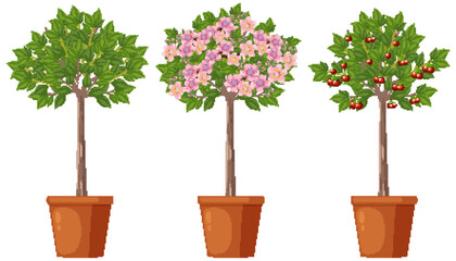 Sticker - Stages of Cherry Tree Growth Vector