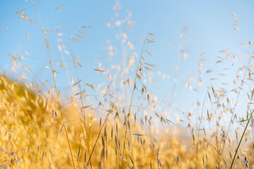  Golden dry grass against the blue sky, nature beauty background