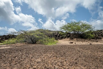 Wall Mural - Volcanic countryside with stones, sand and bushes, The Ascension island