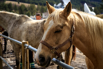 Wall Mural - Horse riding in Plana mountain, Bulgaria