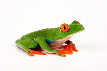 Canvas Print - Rotaugenlaubfrosch // red-eyed tree frog (Agalychnis callidryas)