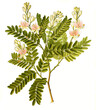 Heilpflanze, Tamarindenbaum, Tamarindus indica, auch Indische Dattel oder Sauerdattel