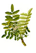 Heilpflanze, Boswellia sacra ist eine Pflanzenart, die zur Familie der Balsambaumgewächse, Burseraceae  gehört, Somalischer Weihrauch, Arabischer Weihrauch