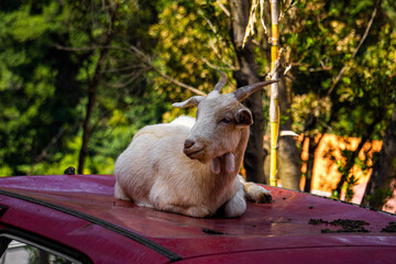 Sticker - goat on the farm