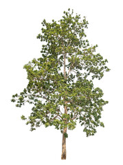Wall Mural - Green tree isolated on transparent background with clipping path, single tree with clipping path and alpha channel.