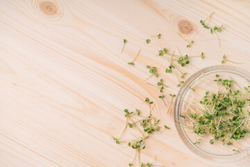 Wall Mural - Young sprouts of microgreens in a glass dish on a wooden table.