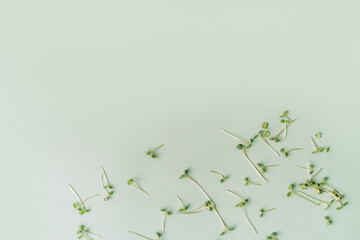 Wall Mural - Young sprouts of microgreens against green background.