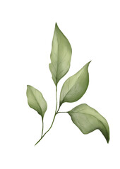 watercolor botanical illustration of green branch