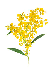 Poster - Mimosa branch isolated on transparent background.