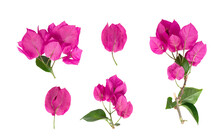 Blooming Branch, Flowers And Inflorescence Of Bougainvillea Isolated On White Background. Element For Design Close-up.