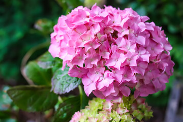 Pink hortensia floral background. Hydrangea plant.