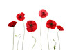 red poppy flowers isolated on white background. Dry poppy. Herbarium