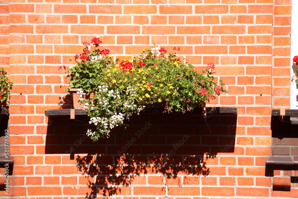 Stock-Foto Blumenkasten an einer rtlichen Hausmauer aus Backstein,  Wunstorf, Niedersachsen, Deutschland | Adobe Stock