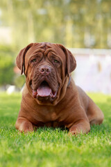 Wall Mural - Dogue de bordeaux