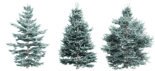 Poster - tree abies concolor on transparent background.3d rendering png set