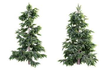 Fototapete - Tree cedrus on transparent background.3d rendering PNG Set