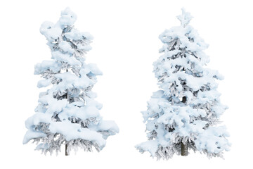 Poster - tree cedrus on transparent background.3d rendering png set