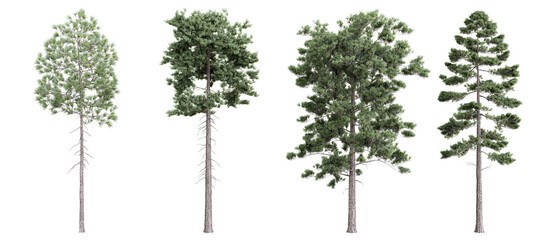 Fototapete - Tree pinus ponderosa on transparent background.3d rendering PNG Set