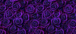 Roses in dark purple color, horizontal seamless pattern. Roses arrangement in purple and blue modern gothic style.