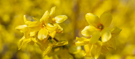 Canvas Print - forsythia bush blossom in spring