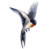 Flying swallow