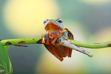 Wall Mural - Rhacophorus reinwartdii, flying tree frog on the branch leaf